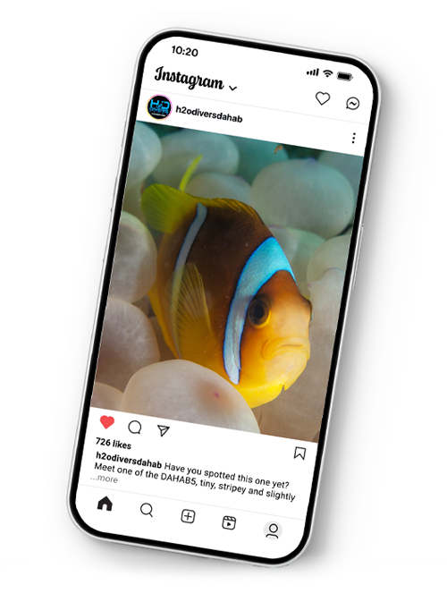 Red Sea Anemone fish instagram post