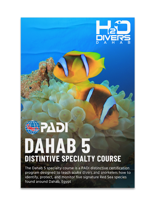 creation of a padi distintive specialty course