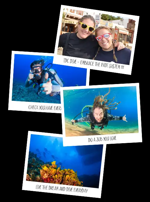 IDC Dive Octopus Brandsmark